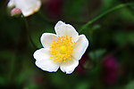 野棉花花