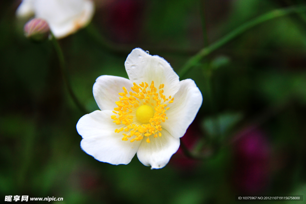 野棉花花