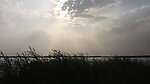 黄昏河岸水草