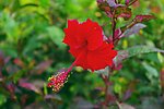 扶桑花