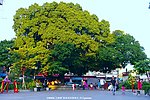 榕树 大榕树