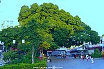 大榕树 榕树头
