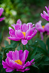 芍药花