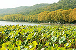 西湖风景