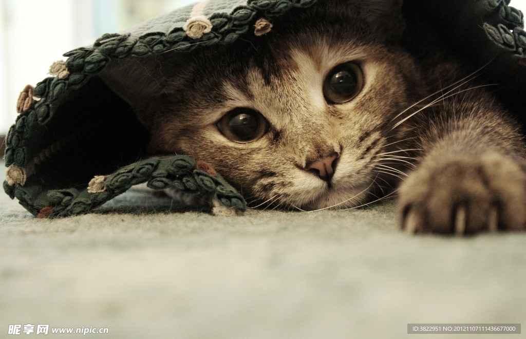 可爱猫咪
