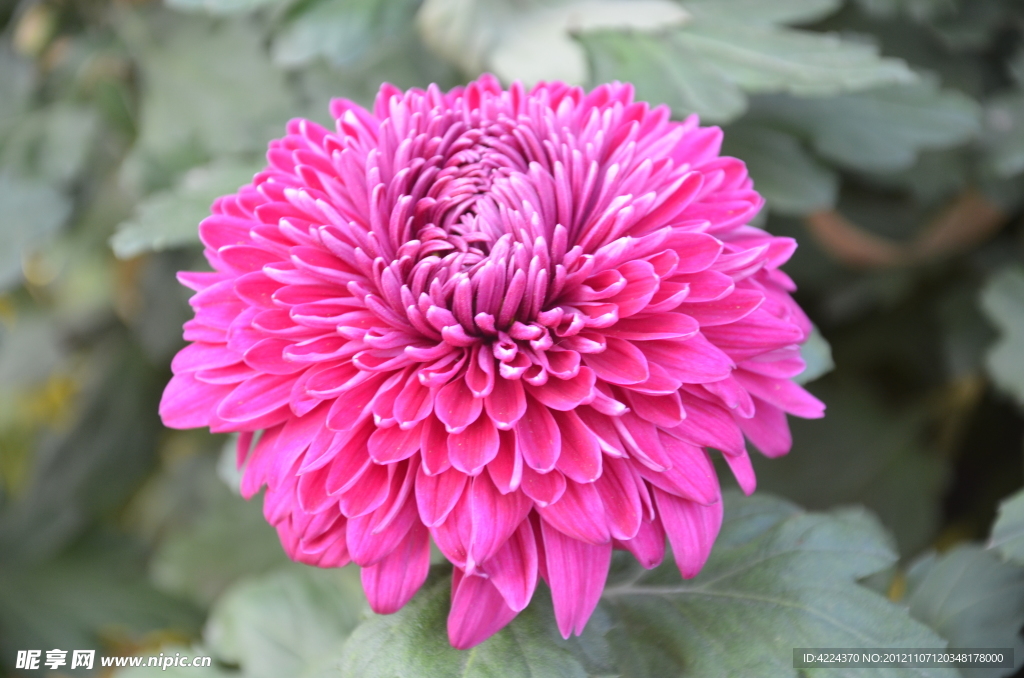菊花