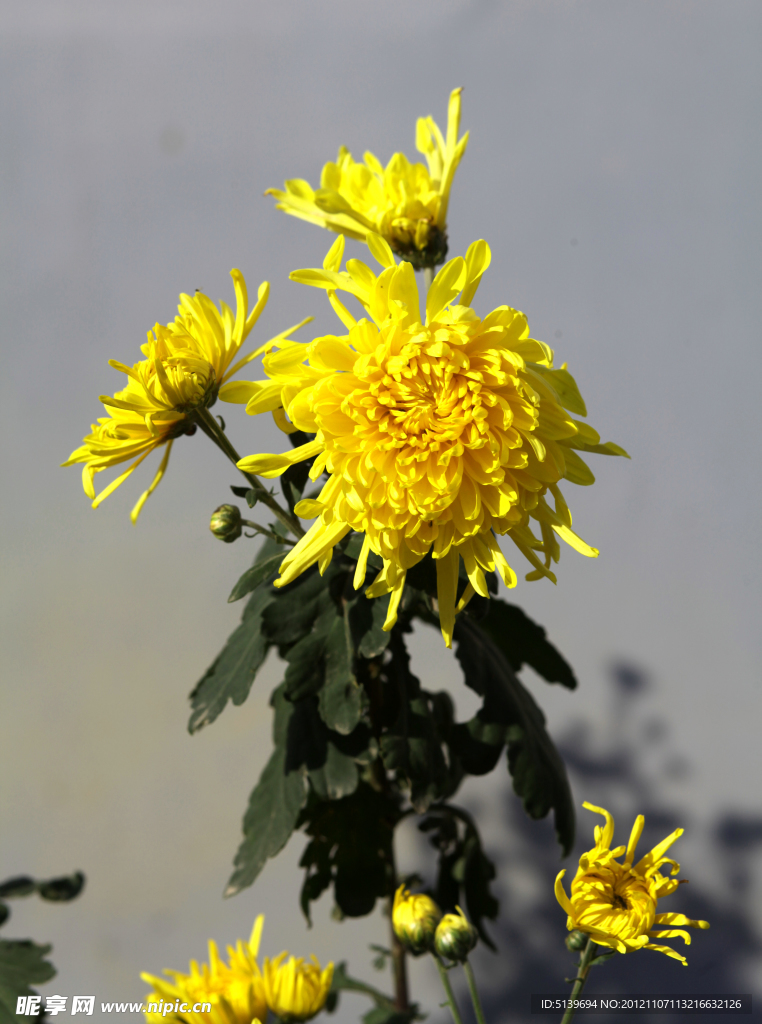 菊花