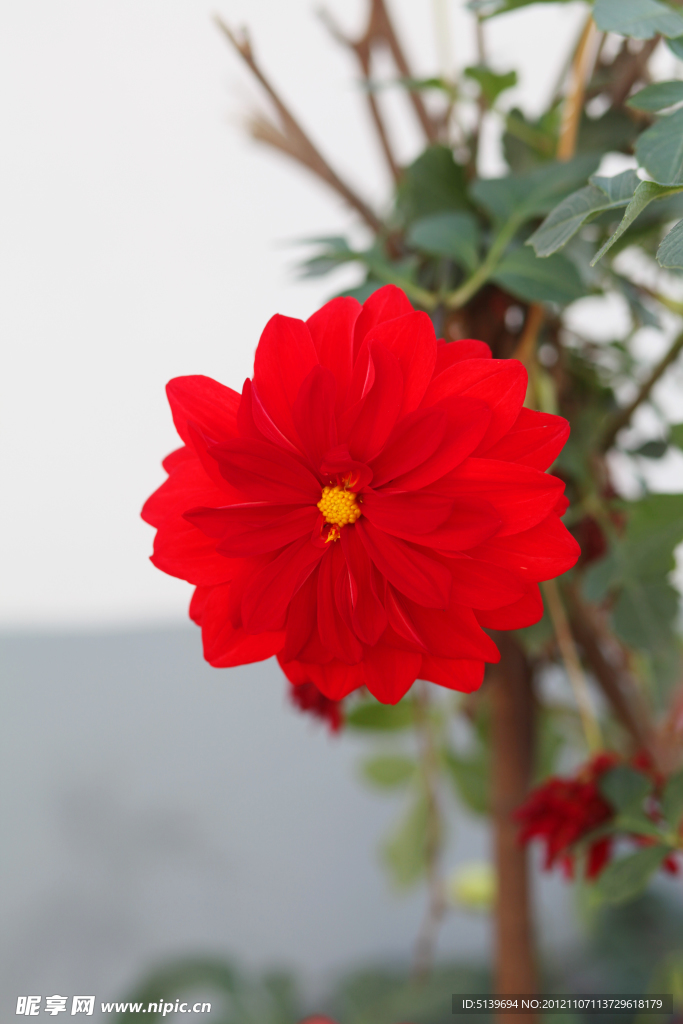 大丽菊
