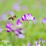 蜜蜂和花