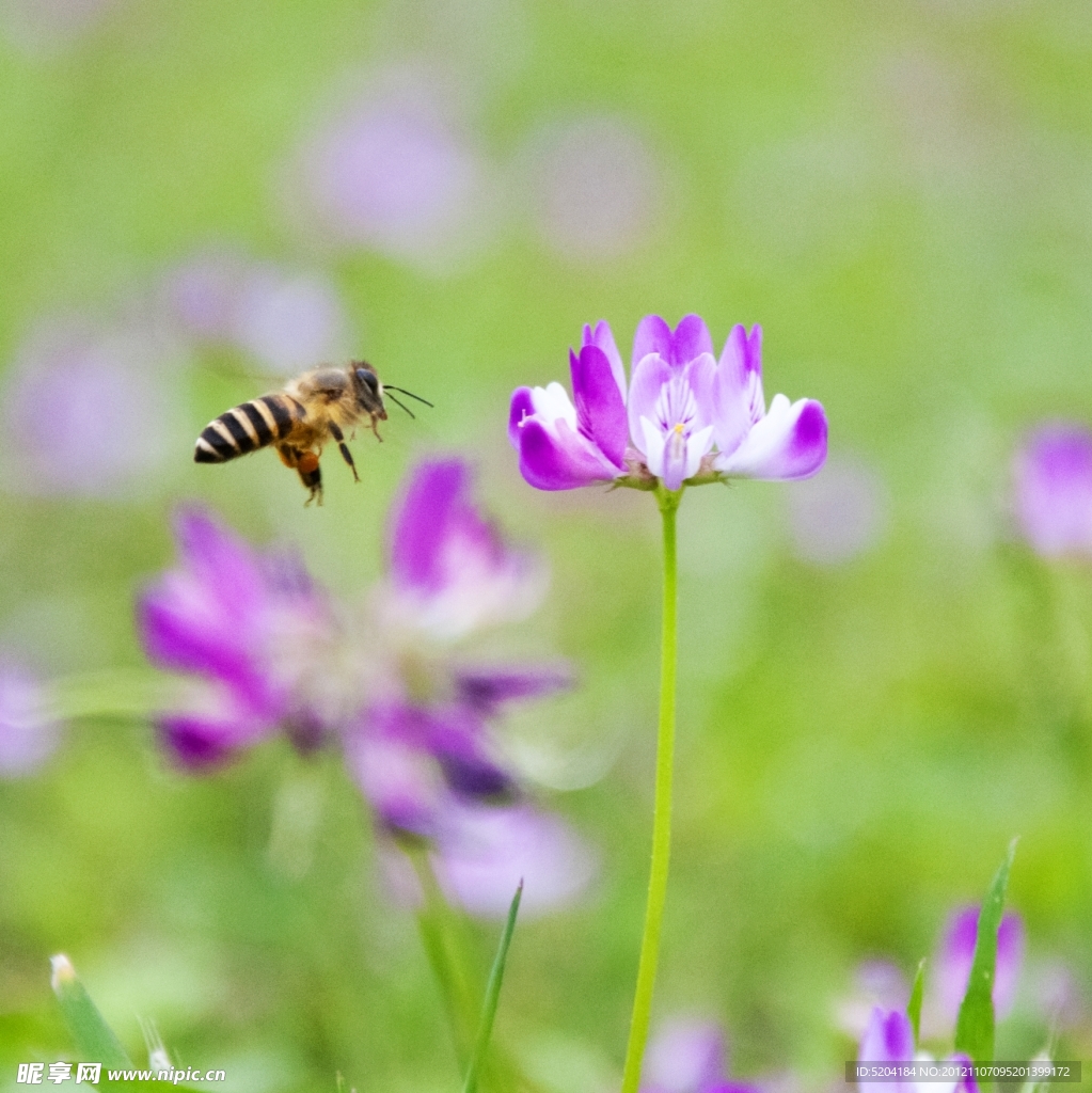 蜜蜂和花