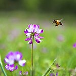 蜂花恋