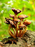 野生菌