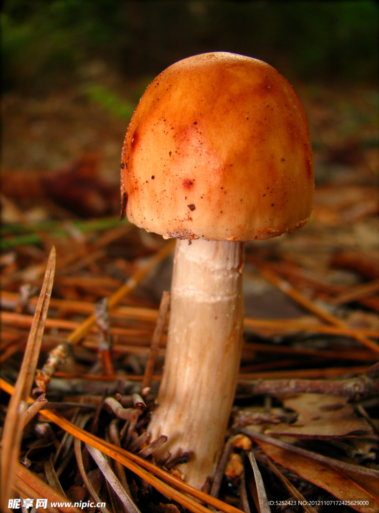 蘑菇
