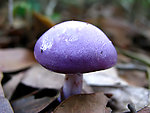 紫蘑菇