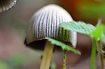 野生菌