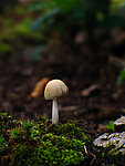 蘑菇