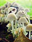 野生伞菌