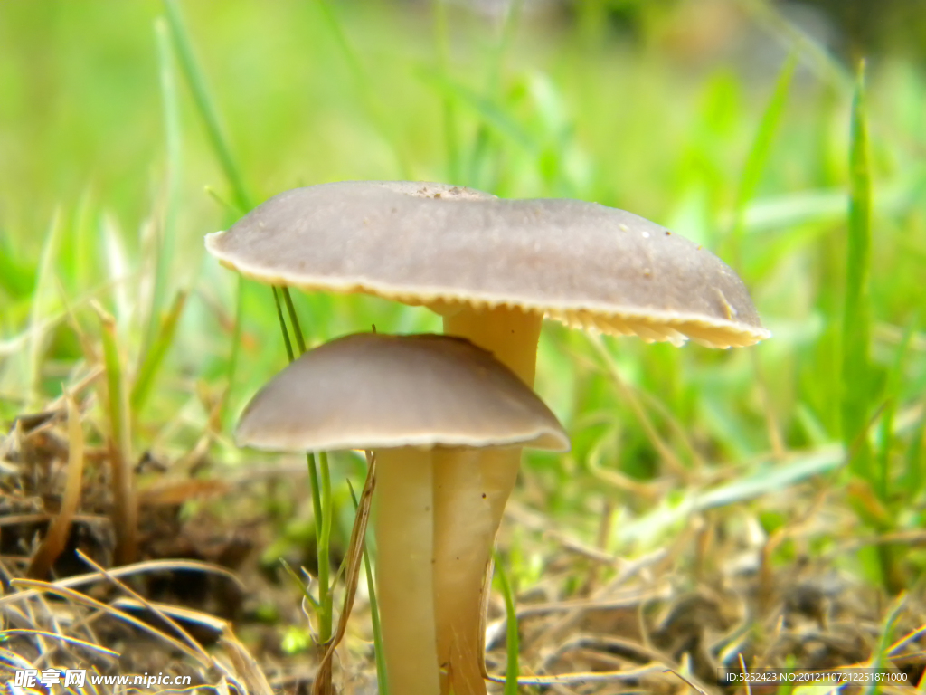 蘑菇