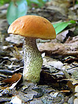 蘑菇