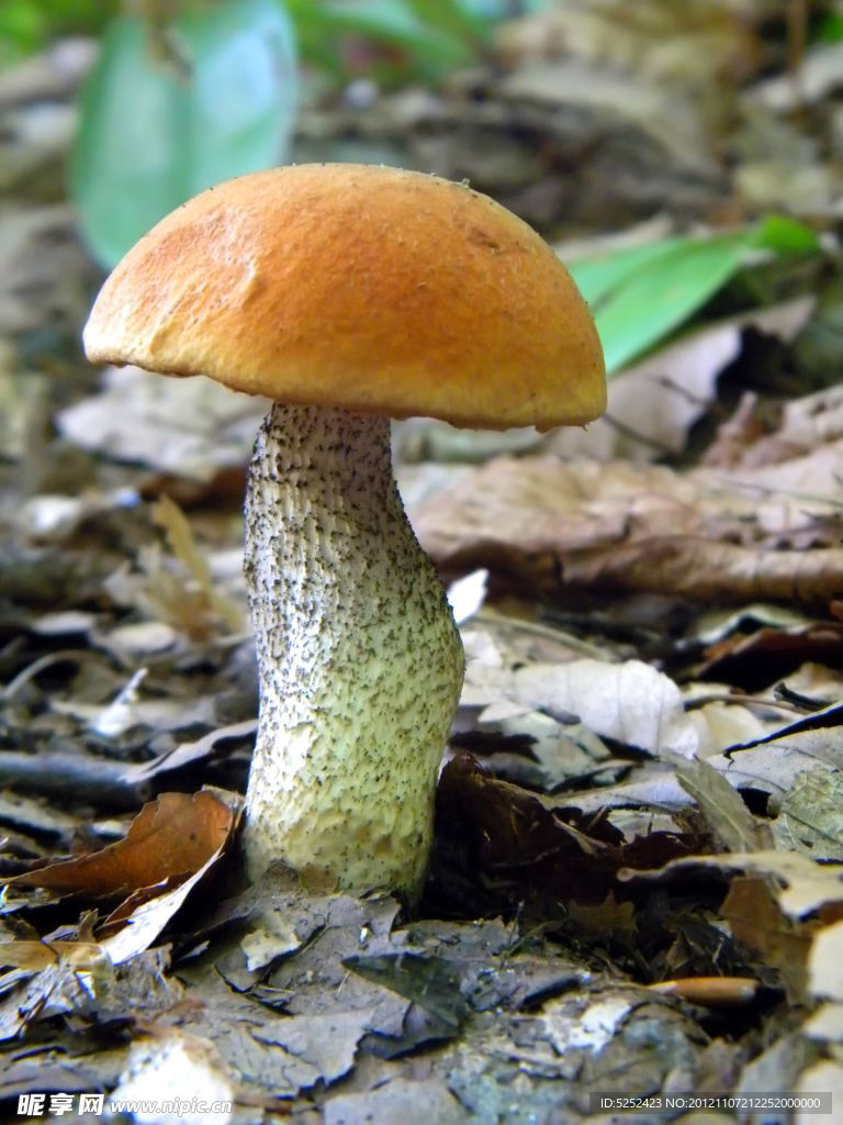 蘑菇