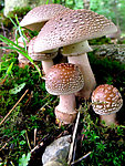 蘑菇