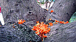 桂花