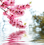 水面桃花