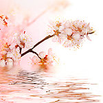 水面桃花