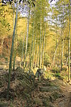 竹林