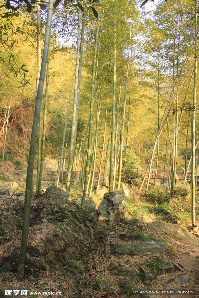竹林