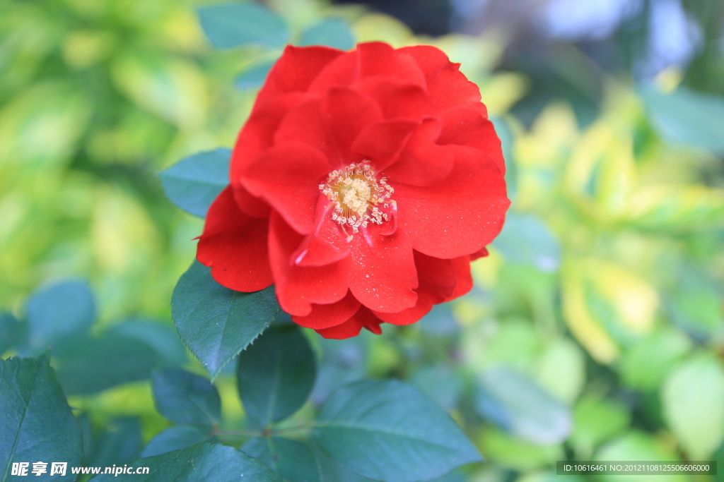 月季花