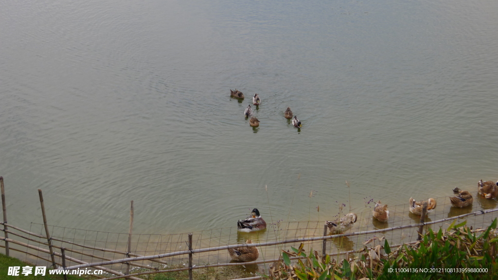 湖边水鸭