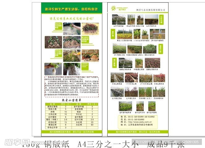树苗单页