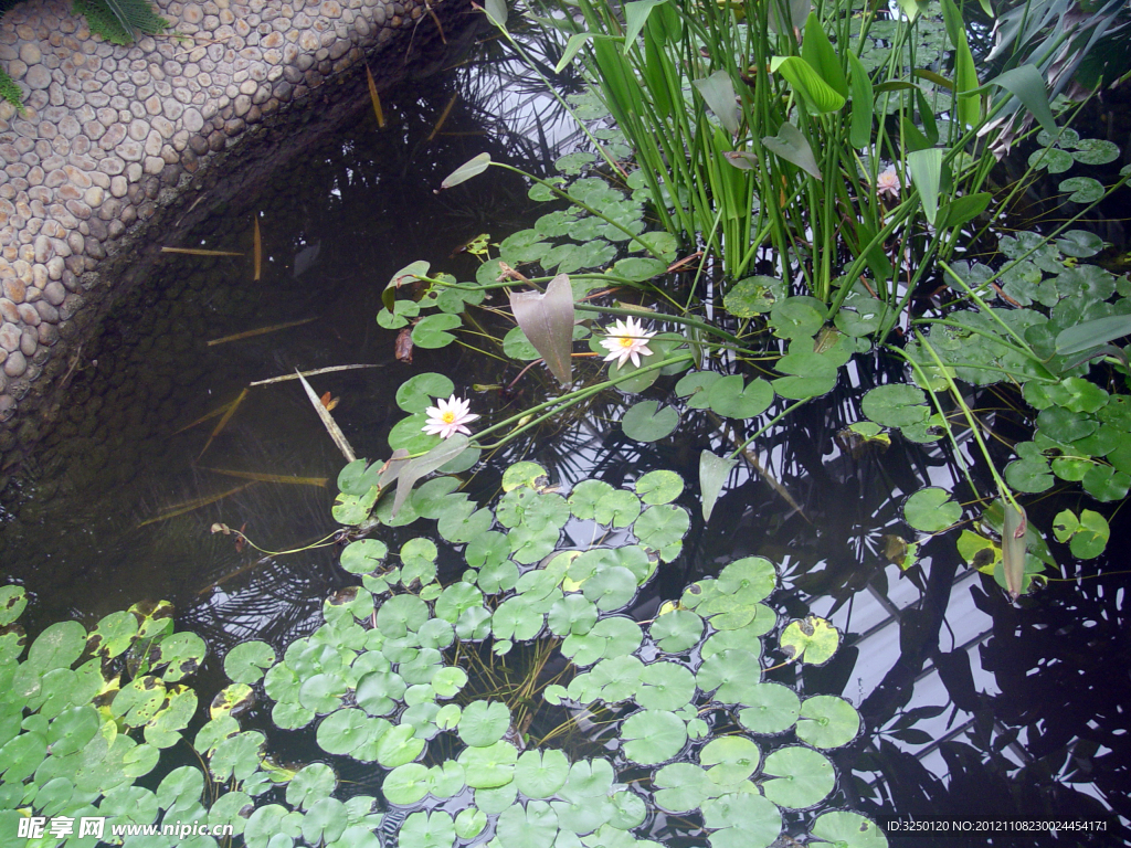 水生植物 睡莲