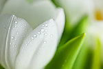 花朵水珠