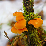 野生菌