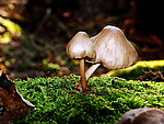 野生菌