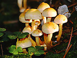 蘑菇