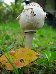 白蘑菇