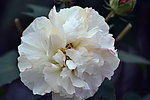 茶花