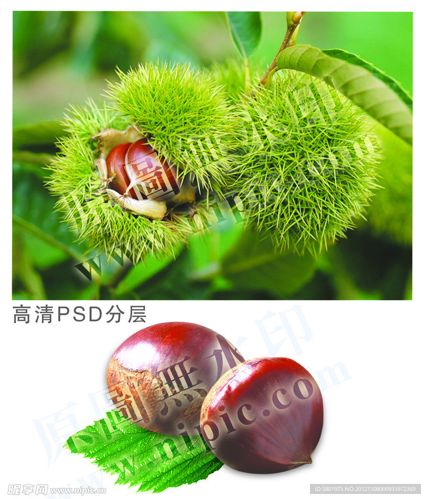 高清栗子