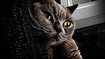 猫咪