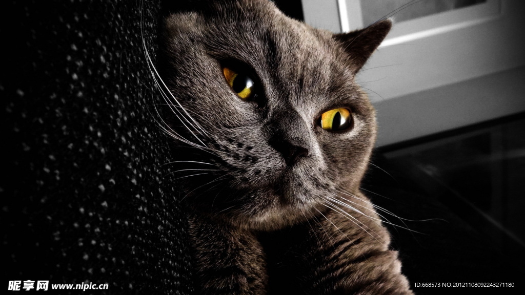 猫咪