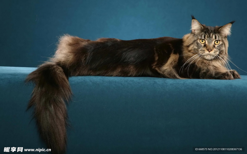 狮子猫