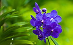 紫色小花
