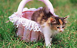 小猫