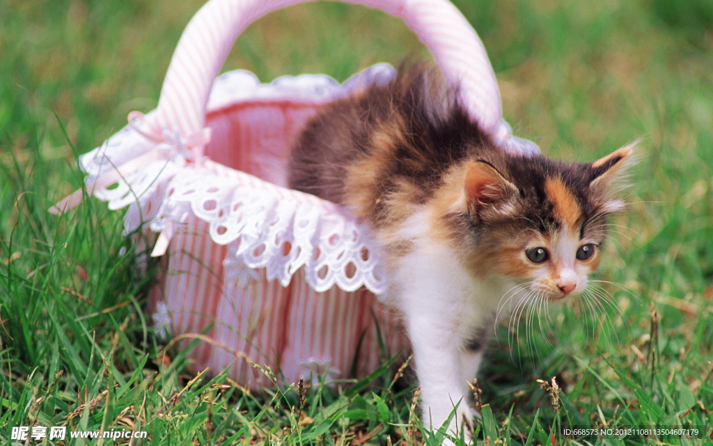 小猫