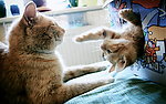 猫咪黛西