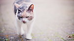 猫咪