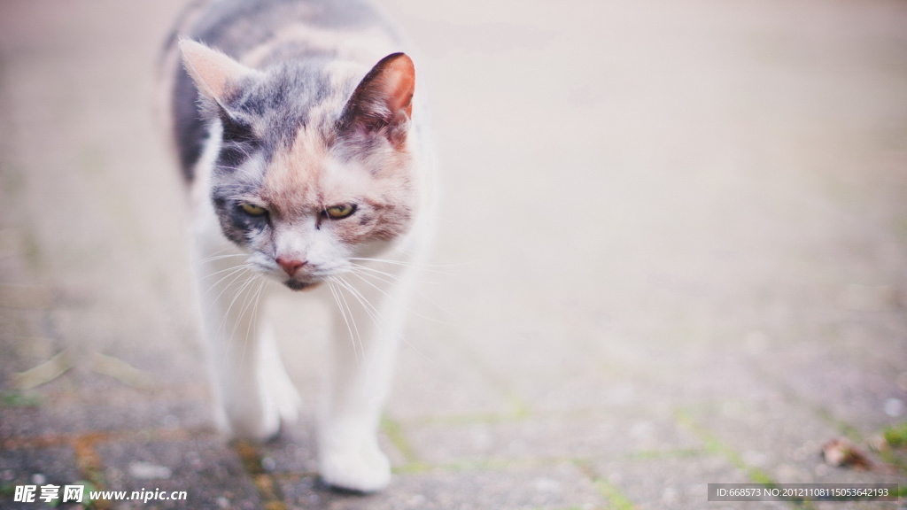 猫咪